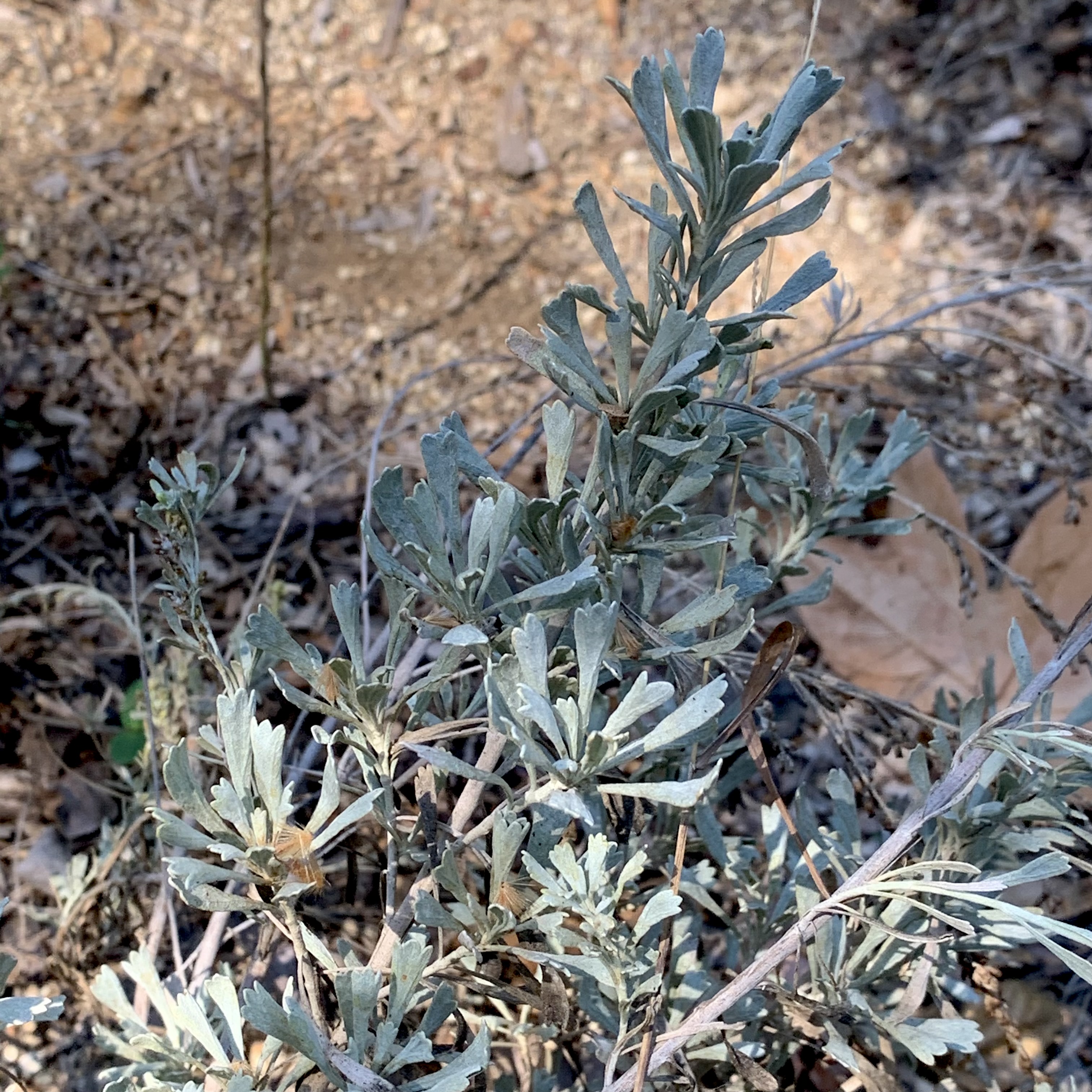 Photo of artemesia tridentata